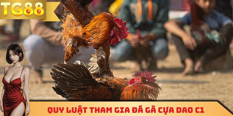 Quy luật tham gia đá gà cựa dao C1 chi tiết cho các tân thủ