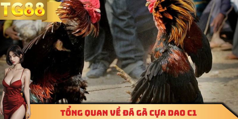 Một thông tin cơ bản cần biết về đá gà cựa dao C1